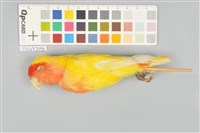 藏品(桃面牡丹鸚鵡)的圖片